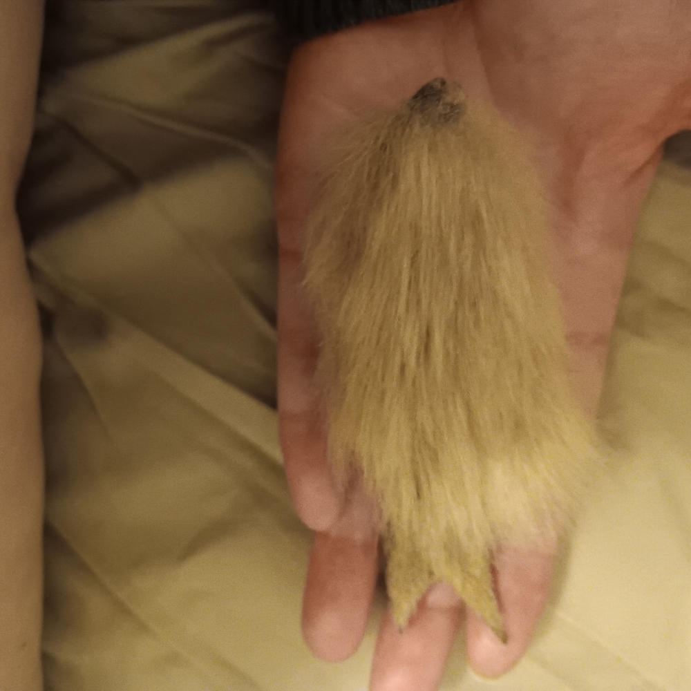 Real Seal fur that looks like seal  fits on finger  could hang on bag, decor  ,